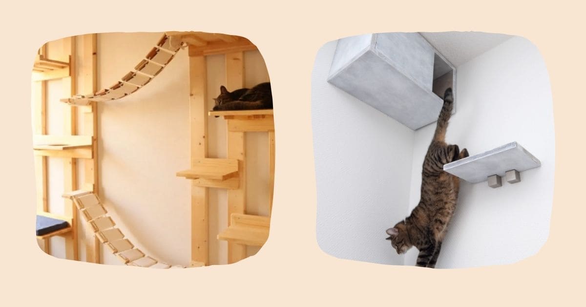キャットウォーク