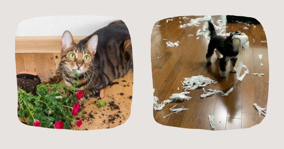 ペットと暮らす家の後悔